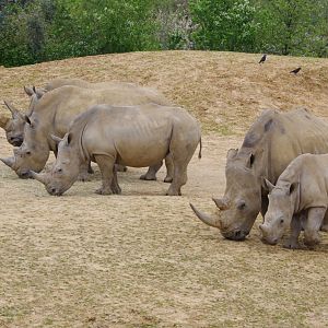 White Rhino crash- 11/4/2024