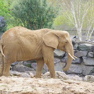 African Elephant cow- Tanya- 11/4/2024