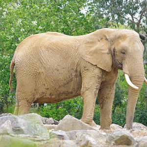 African Elephant cow- Opal- 11/4/2024