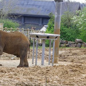 New enrichment feeding device in the bull paddock at Elephant Kingdom- 11/4/2024