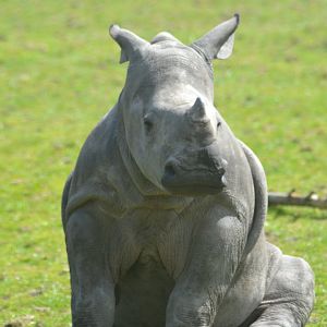 White Rhino Calf, Malaika