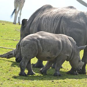 White Rhino Calf, Malaika with mother