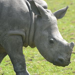 White Rhino Calf Malaika close up