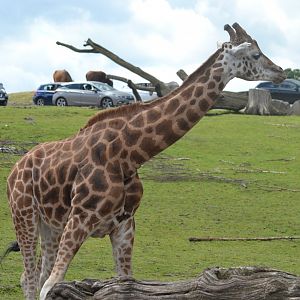 Giraffe exploring log