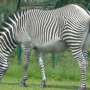 Grevy's Zebra grazing