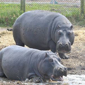 Hippopotamus