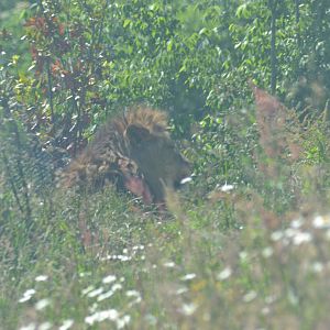 African Lion male