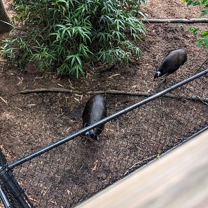 Cassowaries at the Greensboro Science Center