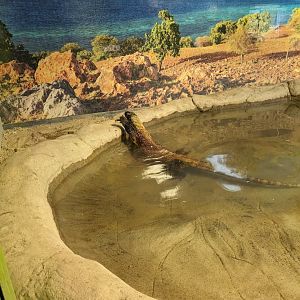 Komodo Dragon in water