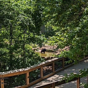 Cassowary view from Treehouse