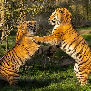 Amur tiger : Whipsnade : 02 Apr 2023