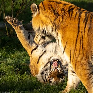 Amur tiger : Whipsnade : 02 Apr 2023