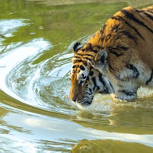 Amur tiger : Whipsnade : 02 Apr 2023