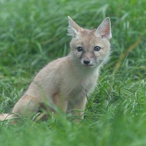 Corsac fox pup, Hamerton, UK