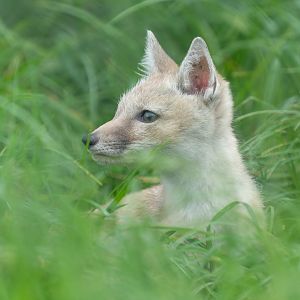 Corsac fox pup, Hamerton, UK