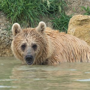 Syrian brown bear, Hamerton, UK