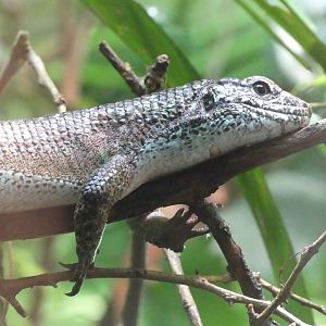 Lizard ID help? - Taken at Chester Zoo in April 2023