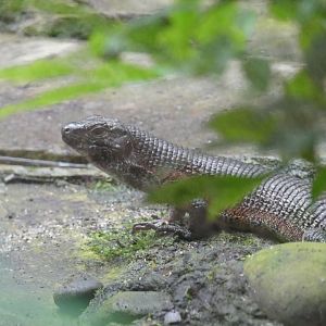 Southeastern Girdled Lizard?? - Taken at Chester Zoo in July 2023