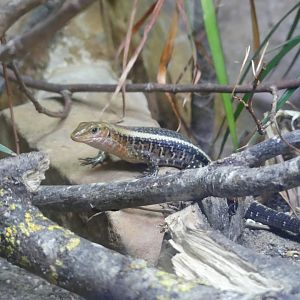 Western Girdled Lizard?? - Taken at Chester Zoo in July 2023