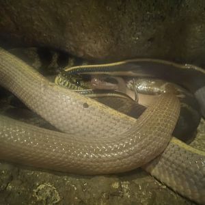 Cave Racer and Jungle Carpet Python