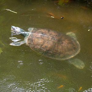 Southern River terrapin?
