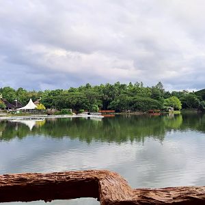 Swan Lake in the Night Safari