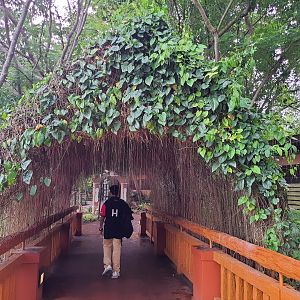 Walkway in Jaguar Trail