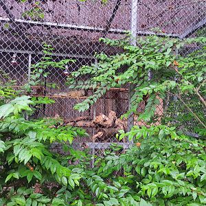 Jaguar Trail- Green Iguana exhibit
