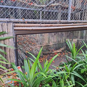 Jaguar Trail- Black-And-White Tegu exhibit