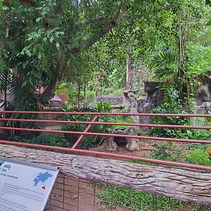 Jaguar Trail- Emu exhibit