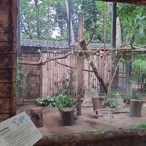 Jaguar Trail- Common Squirrel Monkey exhibit