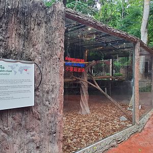 Jaguar Trail- Masked Palm Civet exhibit