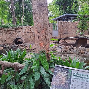 Jaguar Trail- Malayan Porcupine exhibit