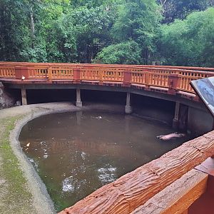 Jaguar Trail- Pygmy Hippopotamus Exhibit