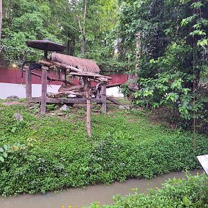 Jaguar Trail- Binturong exhibit