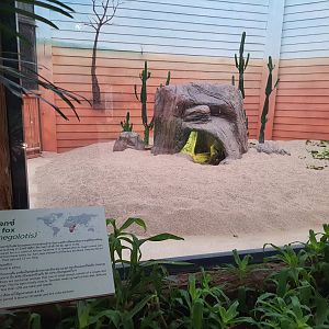 Jaguar Trail- Bat Eared Fox exhibit