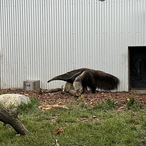 Giant Anteater