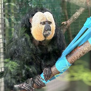 White Faced Saki