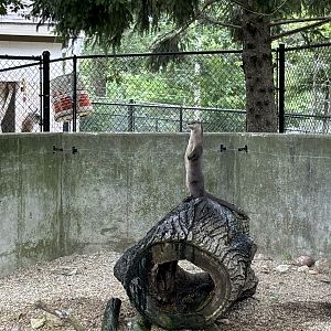 Largest Meerkat I’ve Ever Seen