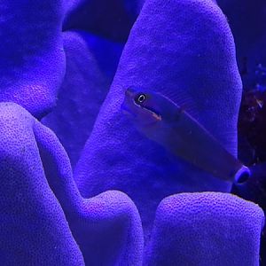 Blenny ID, Tierpark Hellabrunn 2024