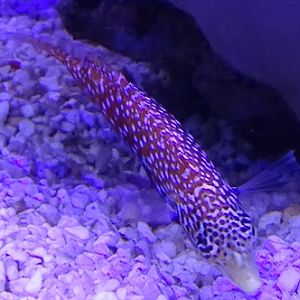 Wrasse ID, TIerpark Hellabrunn 2024