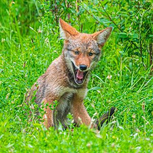 Coyote Pup