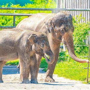 Onyk & George the male Asian Elephants