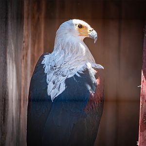 African Fish Eagle