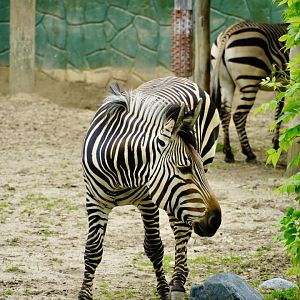 Hartmann’s Mountain Zebra
