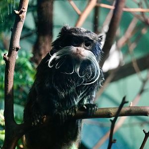 Emperor Tamarin