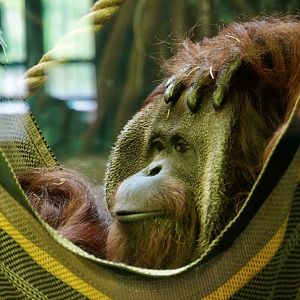 Orangutan