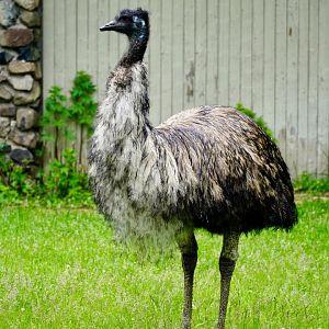 Emu