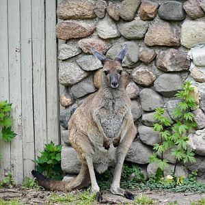 Eastern Gray Kangaroo