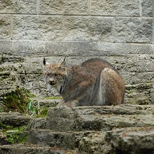 Canada Lynx